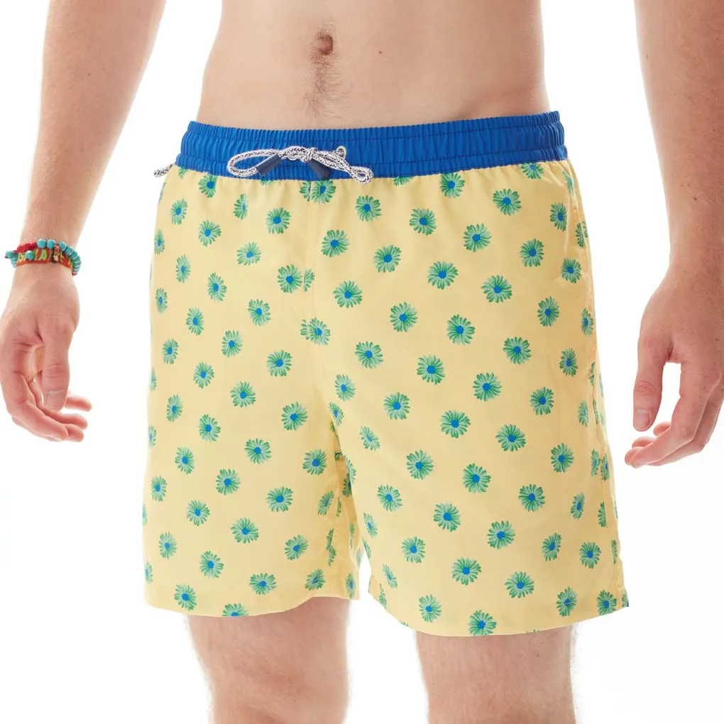 MS4915 - Daisies yellow
